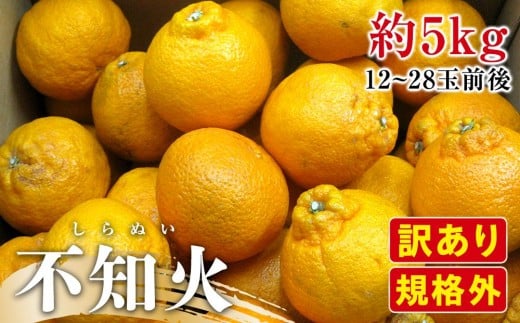 【2月下旬頃～発送】訳あり 規格外 不知火 (しらぬひ) 約5kg