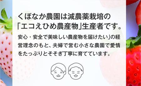 いちご 紅白いちご ランダム ３種食べ比べセット 農園直送 （赤いちご２品種＋白いちご） くぼなか農園 数量限定 愛媛 人気 伊予市｜B20