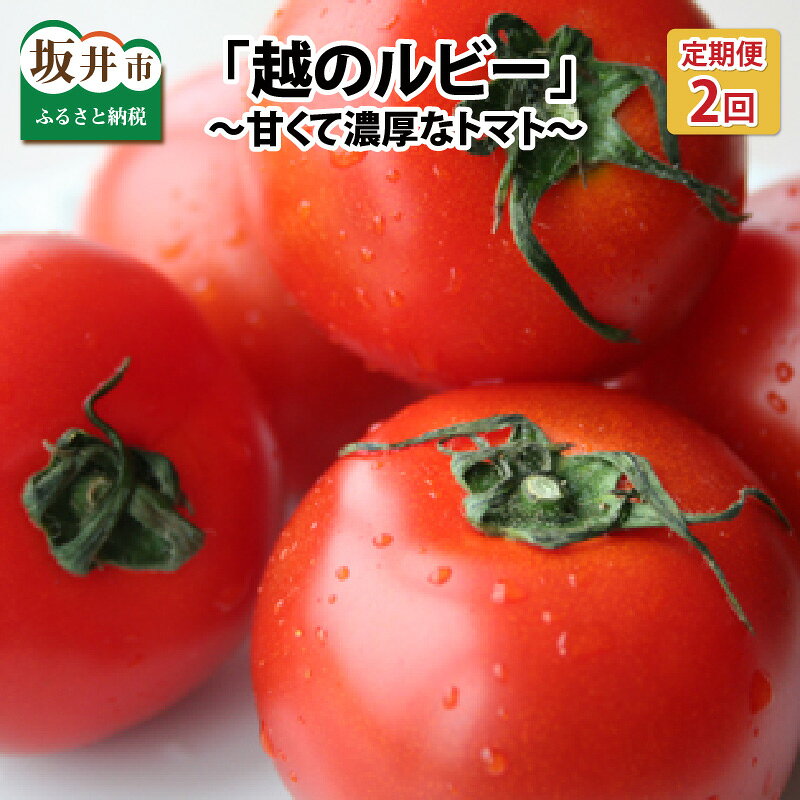 【ふるさと納税】【先行予約】 定期便 年2回お届け「越のルビー」 1.8kg (計3.6kg)　～甘くて濃厚なトマトをお届けします～ 【1回目：2027年6月中旬以降順次発送 / 2回目：2027年9月中旬以降順次発送】