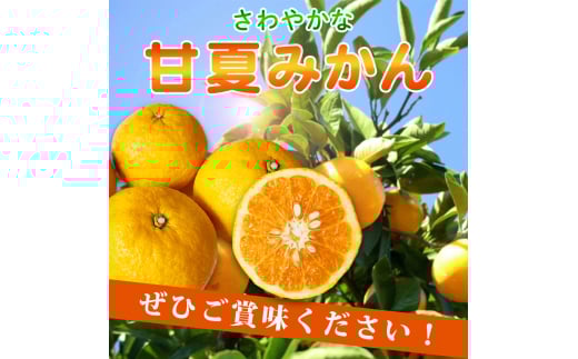 【ご家庭用訳あり】紀州有田産 すっきり爽やか 甘夏みかん 8kg  ※2026年3月上旬頃〜2026年3月下旬頃に順次発送予定 / 甘夏 あまなつ みかん ミカン 蜜柑 温州みかん 柑橘 フルーツ 果