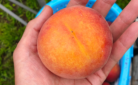 長野市産早生ワッサー約5kg