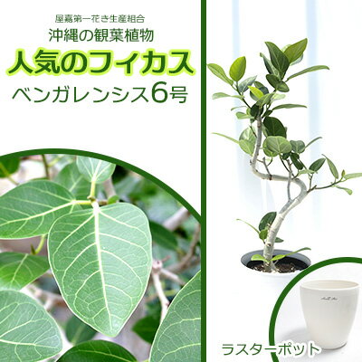 【ふるさと納税】★【沖縄の観葉植物】人気のフィカス ベンガレンシス6号 ラスターポット インテリアグリーン ゴムの木 ゴムノキ ガーデン 風水 鉢植え 癒し 成長記録 趣味 専門店 生活 オフィス おすすめ 暮らし おしゃれ 南国 日光 水やり お祝い 送料無料
