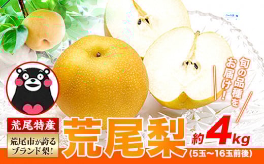 【 2026年 先行予約 】 梨 荒尾梨 和梨 約4kg なし フルーツ 果物 新鮮《2026年8月下旬‐11月中旬頃出荷》熊本県 荒尾市産 デザート 旬の梨 幸水 豊水 あきづき 他4種 合計8種のいずれかをお届け（品種指定はできません） あたご梨
