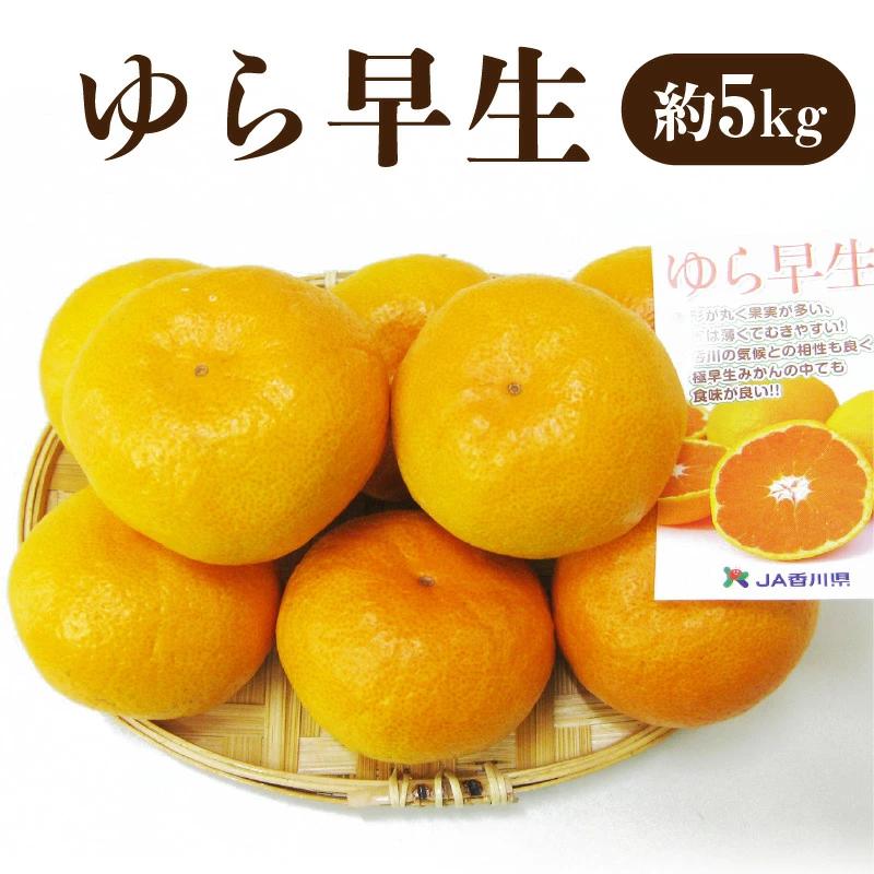 【先行予約】極早生みかんの最高峰 「ゆら早生」 約5kg_M02-0016