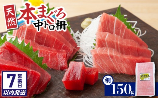 【7営業日以内に発送】神奈川県漁連 天然本マグロ 中トロサク　M077-012-02-sp