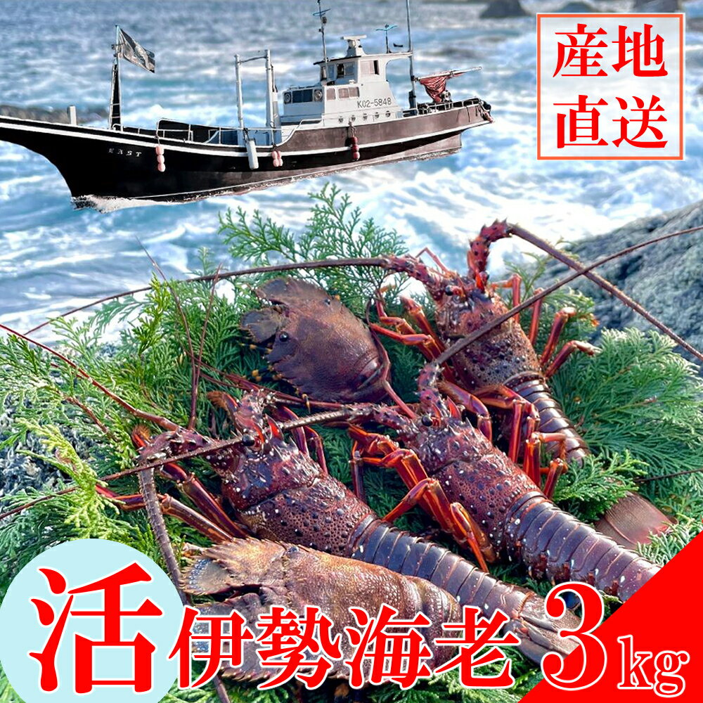 【ふるさと納税】 【天然】 活伊勢海老3kg お刺身 お鍋 しゃぶしゃぶ 天然 国産 魚介 海鮮 惣菜 送料無料 伊勢海老 伊勢エビ 伊勢 海老 エビ イセエビ 生きたまま お祝い ギフト 刺身 キャンプ BBQ 鮮魚 人気 be004