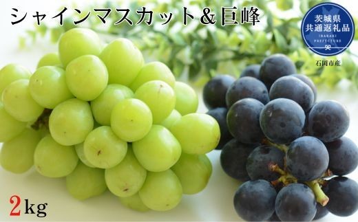 【先行予約】開田ぶどう園　シャインマスカット＆巨峰（種あり）セット　合計2kg（茨城県共通返礼品・石岡市産） ／ 巨峰 シャインマスカット ぶどう 葡萄 ブドウ 果物 フルーツ