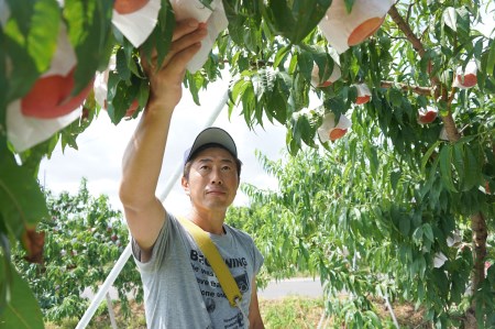 No.1517福島のもも「さくら白桃」約2kg【2025年発送】