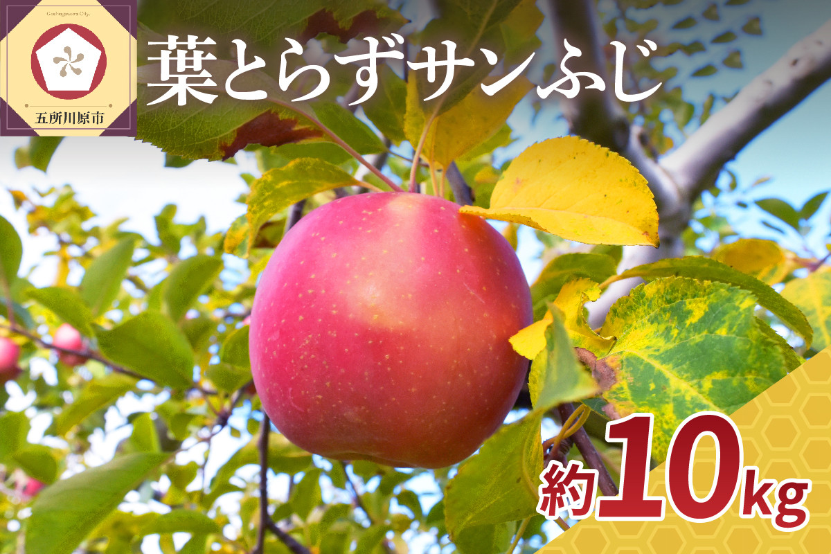 
りんご　10kg サンふじ葉とらずりんご青森五所川原【選べる配送時期】11月12月1月2月3月りんご
