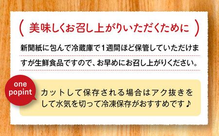 【2026年度発送分 先行予約】有機（オーガニック）泥付き蓮根1kg / 佐賀県 / 吉田農園 [41AHAE004]