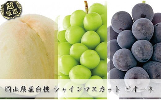 岡山県産白桃 ロイヤル＆シャインマスカット＆ピオーネ 約2kgセット【６月中旬～８月上旬発送予定 白桃 糖度最上級 もも フルーツ モモ ロイヤル シャインマスカット ピオーネ ぶどう 大人気セット 岡山県産 くだもの王国岡山 】