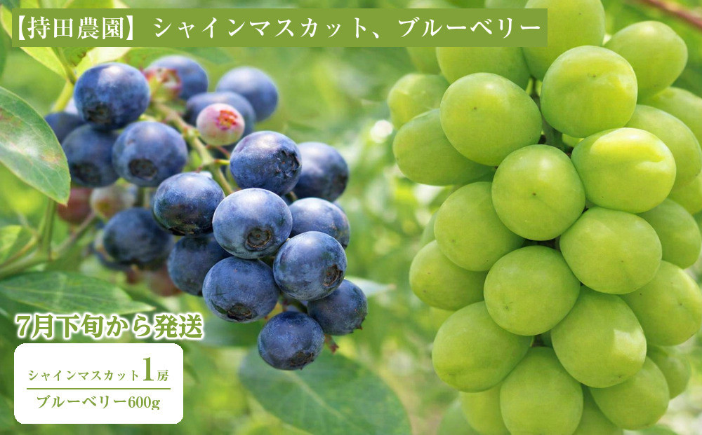 【2026年7月下旬以降発送】シャインマスカット1房とブルーベリー600g【持田農園】 322032_EB010