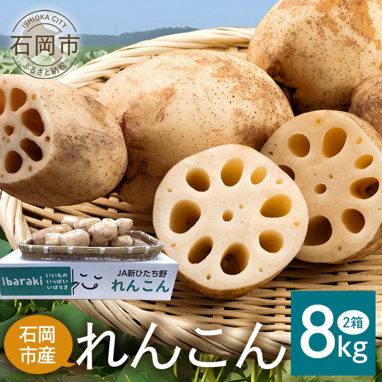 【ふるさと納税】 れんこん 2箱 ( 約 8kg ) 新ひたち野大地のめぐみ 旬の野菜 季節限定 良質 レンコン 蓮根 根菜 野菜 旬 新鮮 農産物 食品 産地直送 農園直送 茨城県 石岡市 (B01-013)