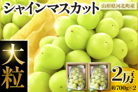 令和8年産【はじまり農園 うの】大粒 シャインマスカット２房（約700g×2房） 山形県河北町産 【河北町観光物産協会】 ka002-004-r8