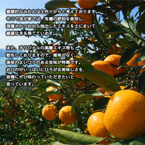 【訳あり】黒田農園直送　西宇和産温州みかん　10㎏(南柑20号、サイズ不揃い)