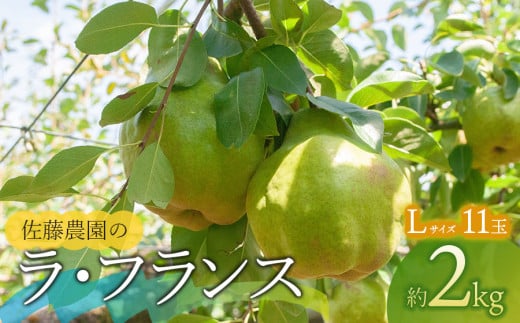 【令和6年産】 ラ・フランス Lサイズ 約2kg(11玉) 山形県鶴岡市産　佐藤農園