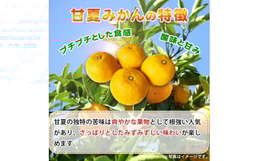 【ご家庭用訳あり】紀州有田産 すっきり爽やか 甘夏みかん 8kg  ※2026年3月上旬頃〜2026年3月下旬頃に順次発送予定 / 甘夏 あまなつ みかん ミカン 蜜柑 温州みかん 柑橘 フルーツ 果