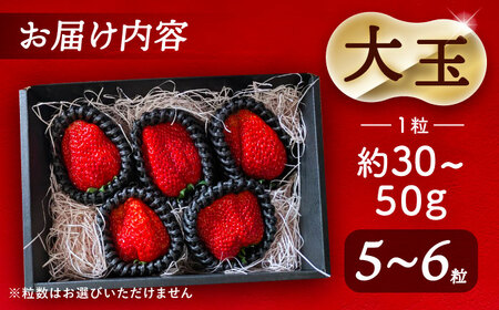 【先行予約】 ＼毎年12月より順次発送／ 〈大玉〉 やよい姫　5粒?6粒程度 果物 いちご フルーツ 愛西市 / くぼ苺農園 【配達不可：北海道・沖縄・離島】[AECJ015]