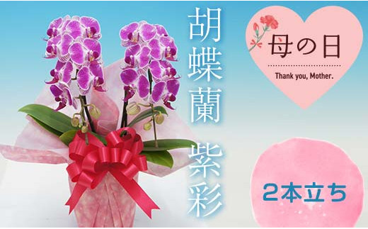 
【母の日ギフト】　胡蝶蘭　紫彩　２本立ち ミディ 母の日 プレゼント お花 こちょうらん 鉢花 贈り物 フラワーギフト F20E-942
