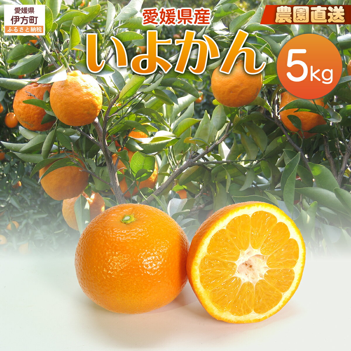 【ふるさと納税】【栽培期間中農薬不使用】【先行受付】【数量限定】農園直送！愛媛県産 いよかん 5kg （2026年1月上旬頃より順次発送） 【ふるさと納税 人気 おすすめ 柑橘 みかん 蜜柑 いよかん 伊予柑 フルーツ 果物 産地直送 ギフト 愛媛県 伊方町 送料無料】 IKTG015