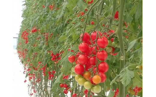 [10-D9] 幻のトマト 高糖度有機栽培ミニトマト「尾州トマト 900g」