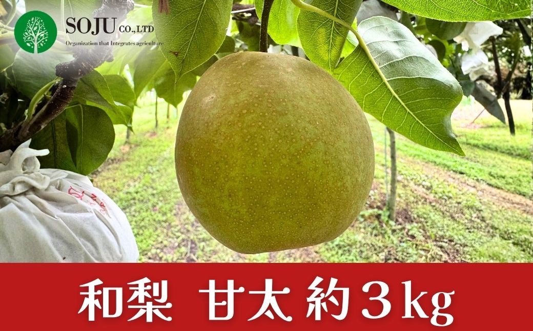 
                  和梨 甘太 約3kg 令和8年度 かんた 日本梨 新潟県 三条市産 [三条果樹専門家集団]【010S968】
                