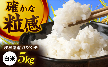 令和7年産 ハツシモ 白米 5kg 精米 米 ブランド米 岐阜市 / 川瀬ファーム[ANIB001]