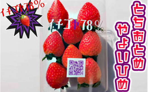 早く見つけて～！！甘い！美味しい！と巷で噂の苺をいっぱい食べてる人程食べてほしい♥ とちおとめ260g×2＆やよいひめ260g×2 | いちご 苺 イチゴ 約 1キロ 食べ比べ フルーツ やよい姫 トチオトメ お取り寄せ 食べくらべ 贈答 贈り物 プレゼント 茨城県 古河市 直送 農家直送 産地直送 送料無料※北海道・沖縄・離島への配送不可 ※2025年12月下旬頃より順次発送予定 _FE03