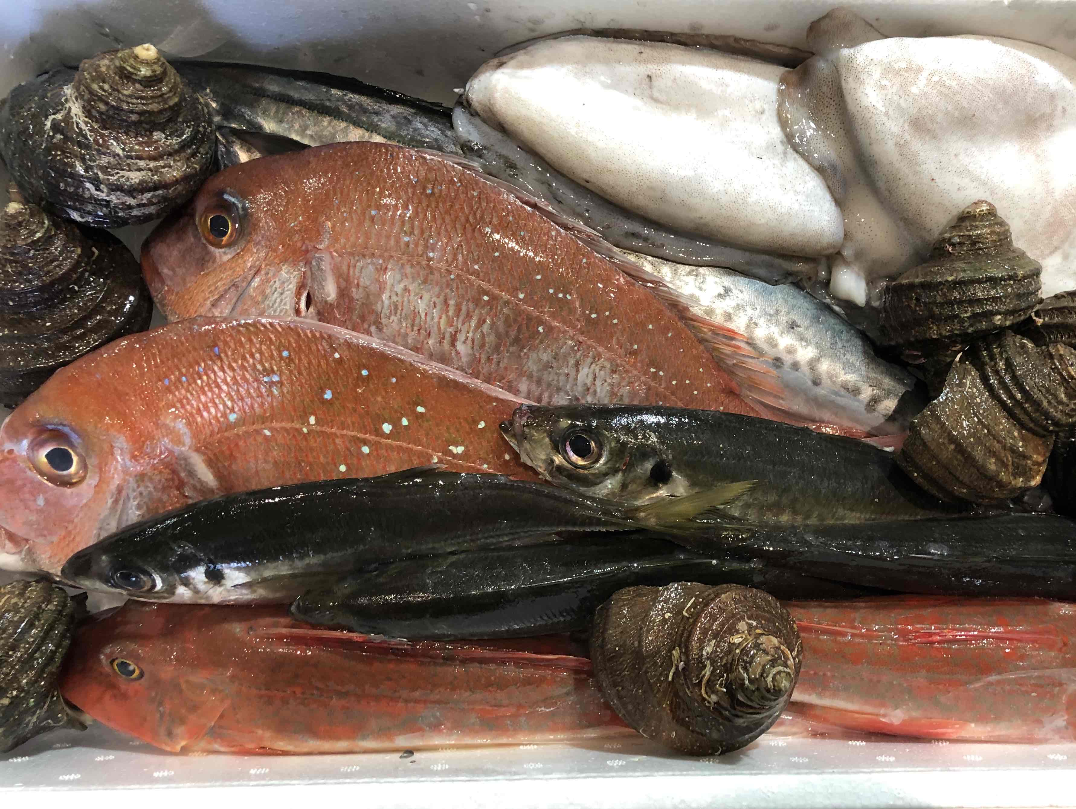 【ふるさと納税】竹中水産の八幡浜発!「朝獲れデイリー鮮魚BOX」2キロ【D22-278】_【配送不可地域：離島・北海道・沖縄県】【1298415】YWTM095