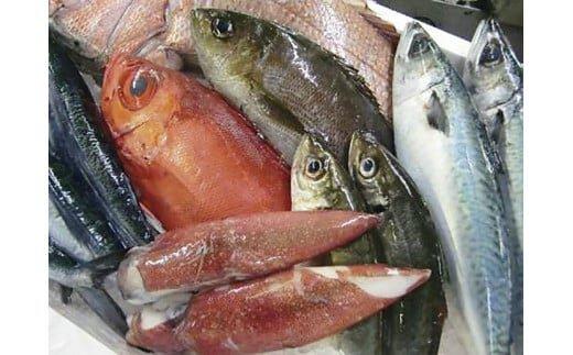 125.鮮魚セット 313726_AL011