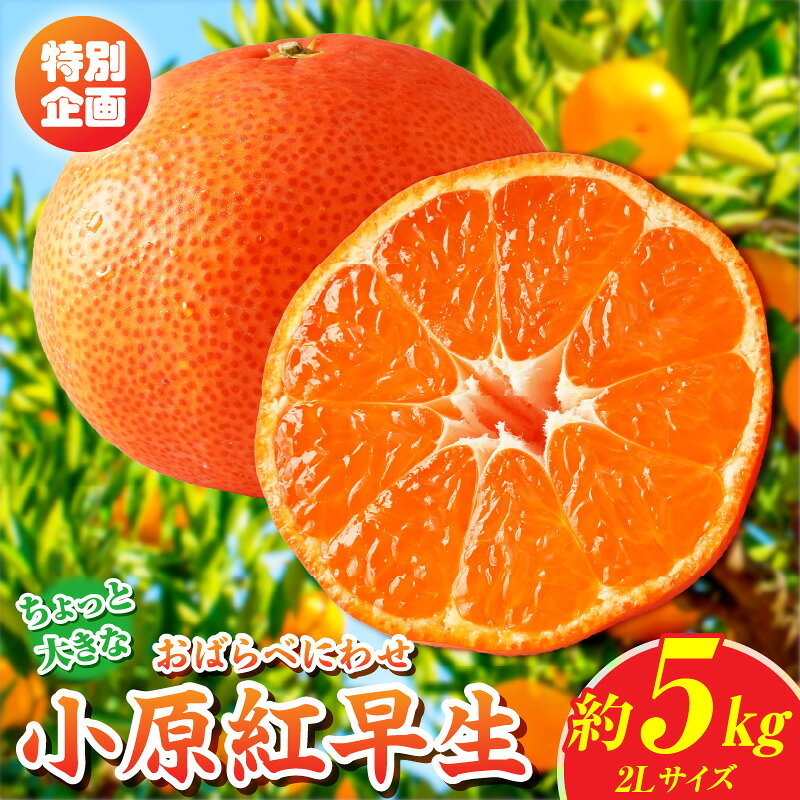 【ふるさと納税】【先行受付】【特別企画】小原紅早生みかん「ちょっと大きな2Lサイズ」約5kg【香川県共通返礼品】 | 甘い みかん ミカン 柑橘 柑橘系 果物 フルーツ 青果 おすすめ 贈答 贈り物 ギフト プレゼント 特産品 特産 取り寄せ ふるさと 果汁 人気 香川県 三木町