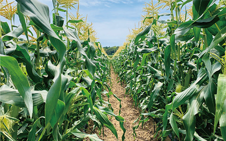 2026年5月中旬～発送 厳選とうもろこし 指宿産ホワイトコーン10本 わくわくファームたがわ A-226 とうもろこし とうもろこし