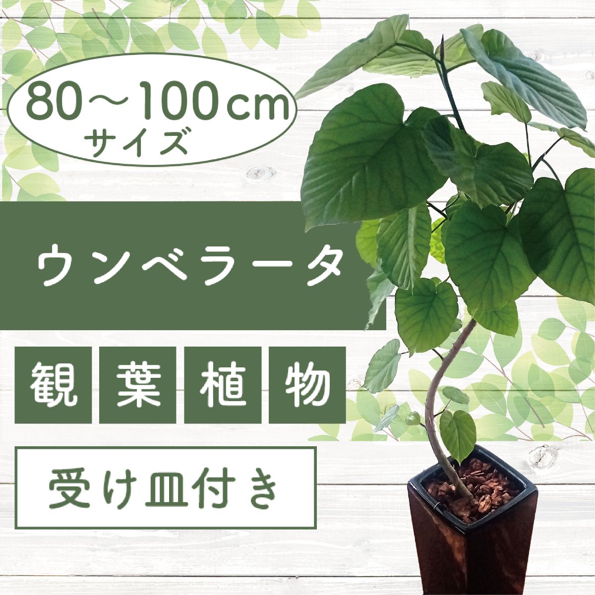 【ふるさと納税】＜2026年5月中旬以降順次発送＞フィカス・ウンべラータ(鉢底より高さ80〜100cm前後・陶器鉢) ※北海道・沖縄・離島配送不可※ 観葉植物 鉢 おしゃれ インテリア グリーン 大型 【トロピカルフルーツ＆プランツ】