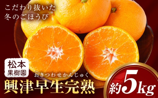 みかん 興津早生完熟 5kg 松本果樹園 《12月中旬-12月下旬出荷予定》 熊本県 苓北町 スイーツ デザート 果物 ミカン 蜜柑