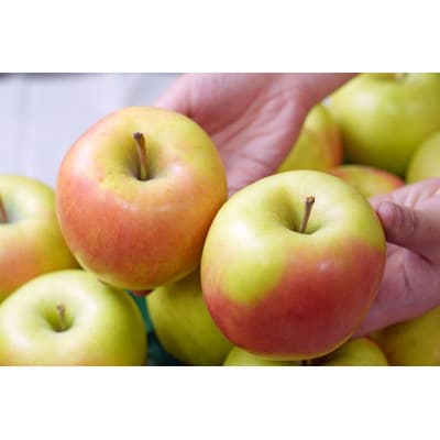 【26年1月出荷予定】平均糖度13度以上! ぐんま名月 約5kg 訳あり【配送不可地域：離島・沖縄県】