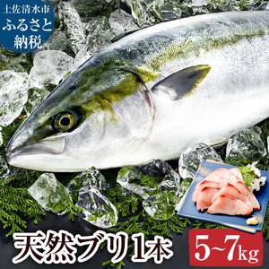 天然ブリ1本（5kg～）下処理なし まるごと直送便【※着日指定不可】 鮮魚 刺身 たたき ぶりしゃぶ ぶり大根 ぶり 1本 1匹 1尾 天然 ブリ 鰤 冷蔵【R01211】