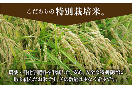 【先行予約】【令和6年産新米】特別栽培米 早場米 コシヒカリ 10kg ～山口さんちの贈り物～【y'scompany】 [IAS002]