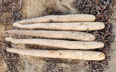 長野県山形村産 長芋 秀 10kg 3214