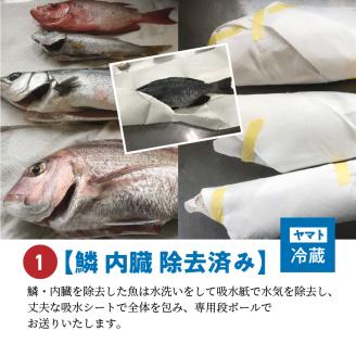 S059-017_【鱗 内臓 除去済み】 天草わくわく便 まるごと鮮魚セット