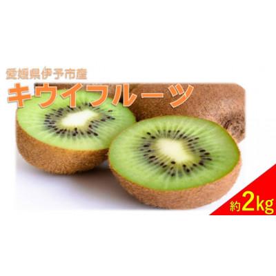 ふるさと納税 伊予市 キウイフルーツ約2kg 秀品【ヘイワード】伊予市【2026年11月上旬以降順次発送】