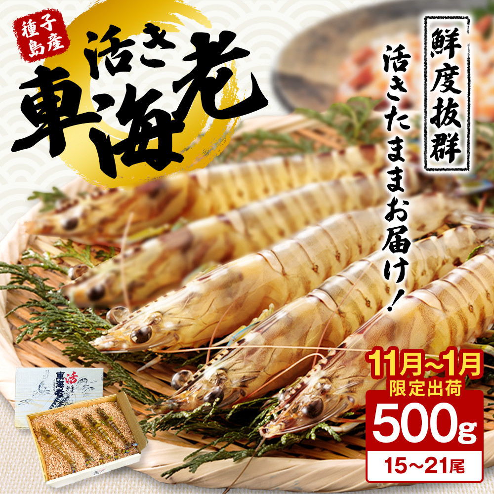 
< 季節限定 > 種子島 産 活 車えび ( 活き 車海老 ) 500g 配送日指定　NFN086【600pt】
