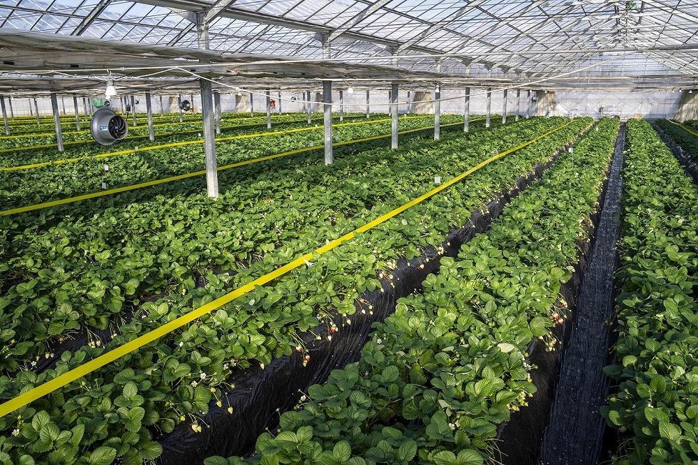 【朝採り・農園直送(1月~2月収穫・発送)】栃木県産とちあいか(レギュラー270g×4パック)×2箱