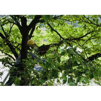 ふるさと納税 下仁田町 希少!純粋日本みつばちの蜂蜜1200g |  | 01