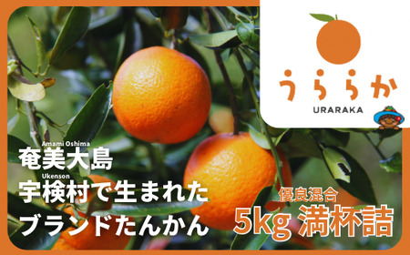 【2025年2月発送分】宇検村産ブランドたんかん「うららか」 5kg満杯詰　糖度10％以上2025年2月～出荷開始・鹿児島県宇検村