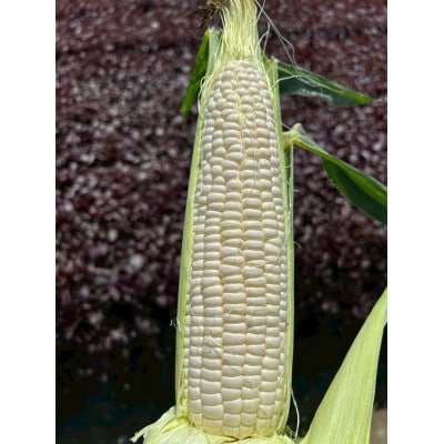 【2026年6月～7月順次発送】とうもろこし ホワイト 30本 A品 朝採りスイートコーン 雪の妖精【配送不可地域：離島・北海道・沖縄県・東北・中国・四国・九州】