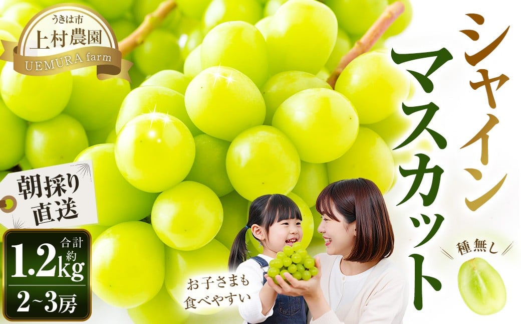 
            【先行予約】 上村農園 （ハウス） シャインマスカット 2～3房 （約1.2kg） 【2026年7月下旬～8月上旬より順次発送予定】 葡萄 ぶどう ブドウ 種無し 種なし 果物 くだもの フルーツ 果実 ハウス栽培 朝採り直送 お取り寄せ 福岡県 うきは市 冷蔵
          