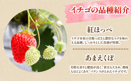 紅ほっぺ あまえくぼ 食べ比べ 540g 苺 いちご いちご いちご いちご いちご いちご