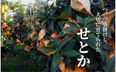 【2027年2月頃から順次発送】＜せとか＞ 秀~優品 約 2.8kg | 食べくらべ 愛媛 みかん 蜜柑 柑橘 果物 くだもの フルーツ お取り寄せ グルメ 期間限定 数量限定 人気 おすすめ 愛媛県