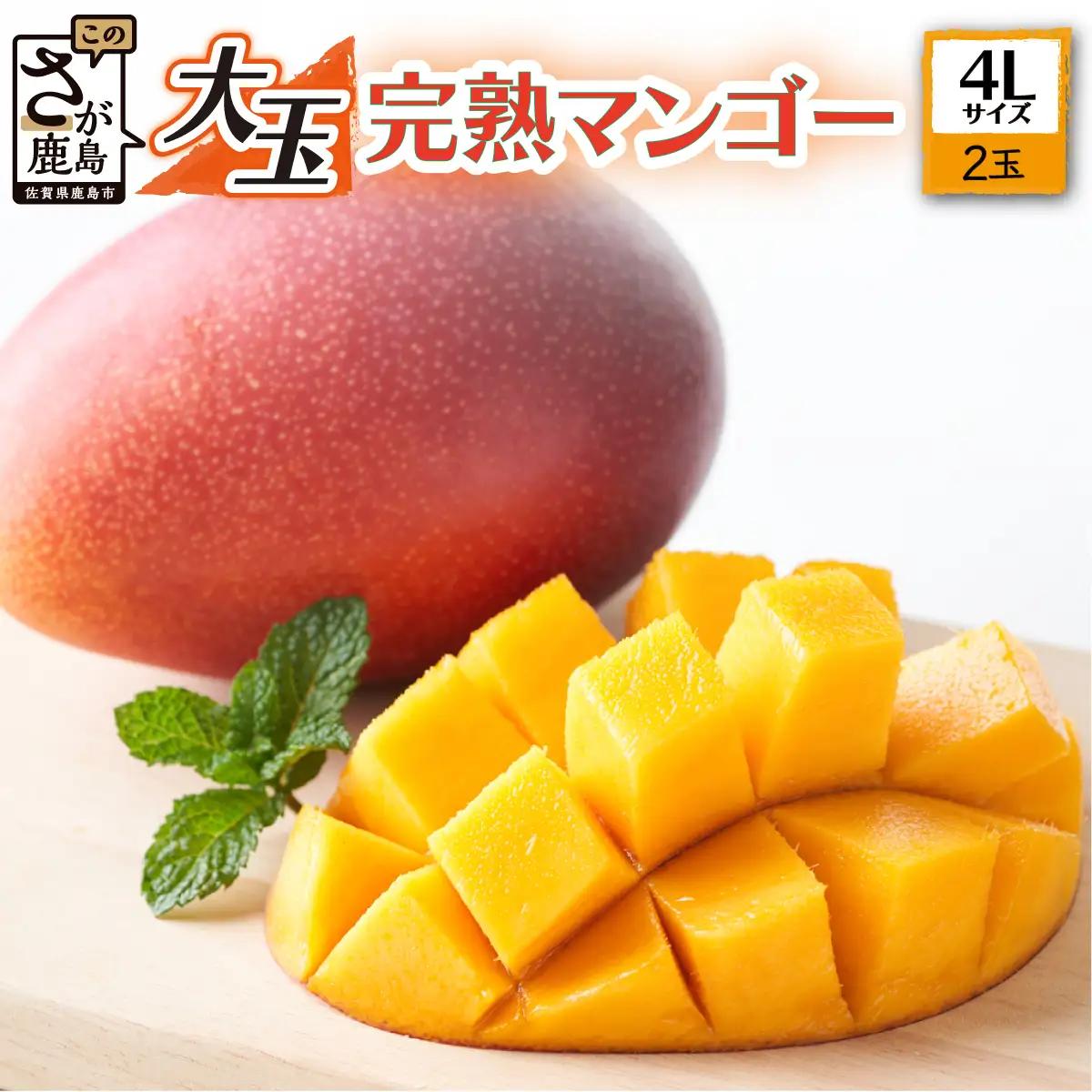  【生産者直送】濃厚完熟!まっちゃんマンゴー（大きめ4L×2玉）【2026年5月中旬頃から6月初旬発送】 C-36