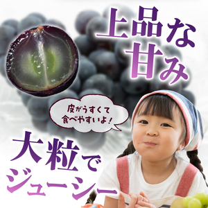 【ふるなび限定】〈2026年度配送分〉ブラックビート 2房（約1.0kg）　FN-Limited-SP